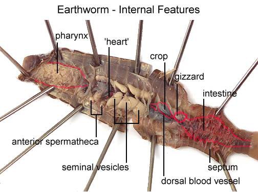 virtual-earth-worm-dissection-harnekjonathan